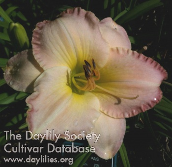 Daylily Imperial Pastel